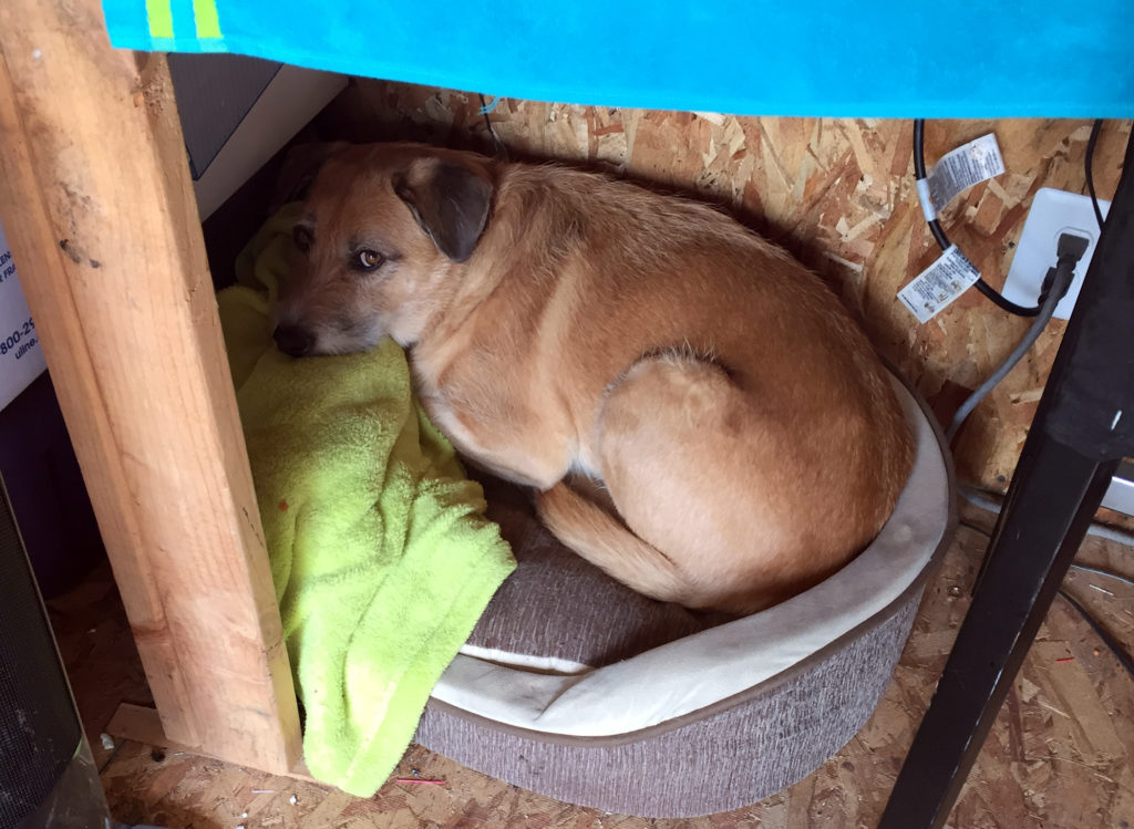 Tortuga Effects - Shop Dog Hurley