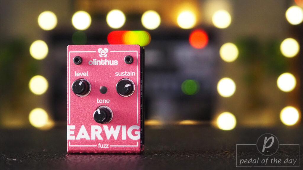 Olinthus Earwig - World's Smallest Fuzz 1