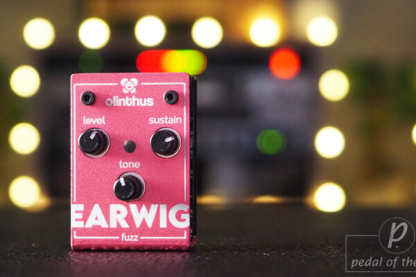 Olinthus Earwig – World’s Smallest Fuzz