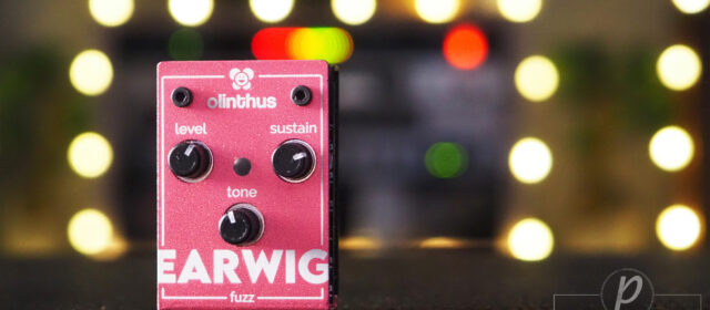 Olinthus Earwig – World’s Smallest Fuzz