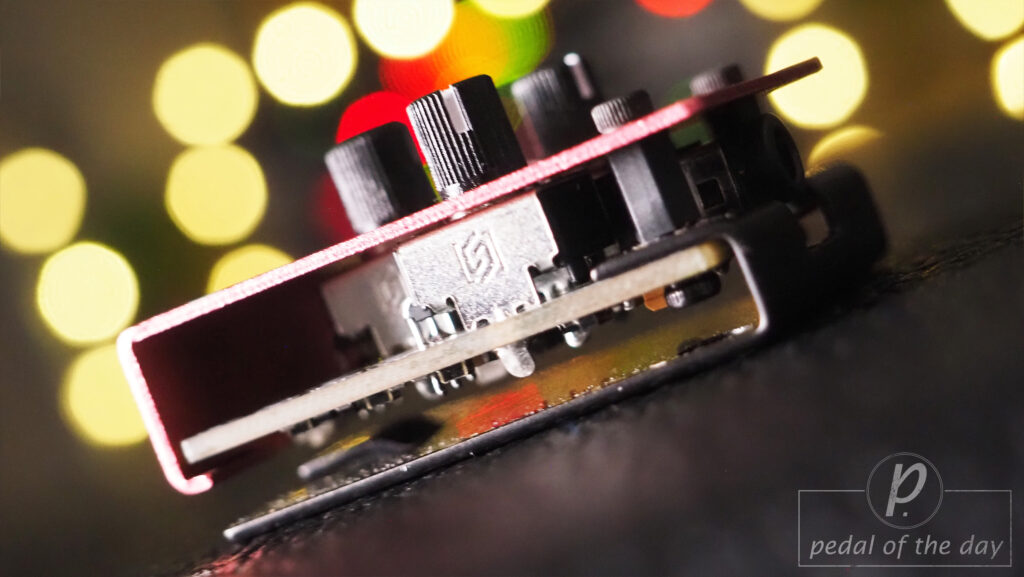 Olinthus Earwig - World's Smallest Fuzz 2