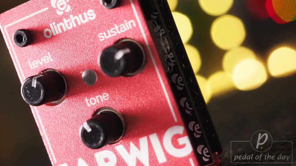 Olinthus Earwig - World's Smallest Fuzz 3