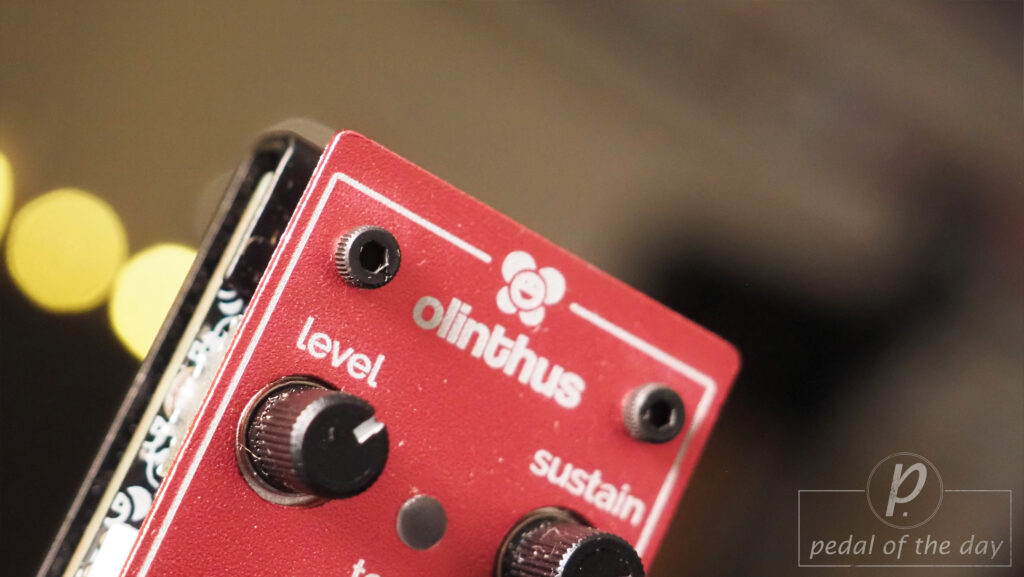 Olinthus Earwig - World's Smallest Fuzz 4